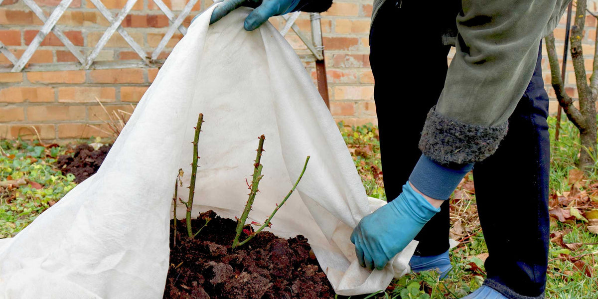Vintergrønne Planter: En Guide til Liv i Hagens Kalde Måneder () Vintergrønne Planter: En Guide til Liv i Hagens Kalde Måneder