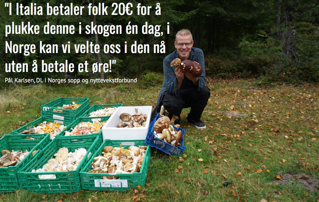 Norges sopp og nyttevekstforbund - Intervju med DL Pål Karlsen