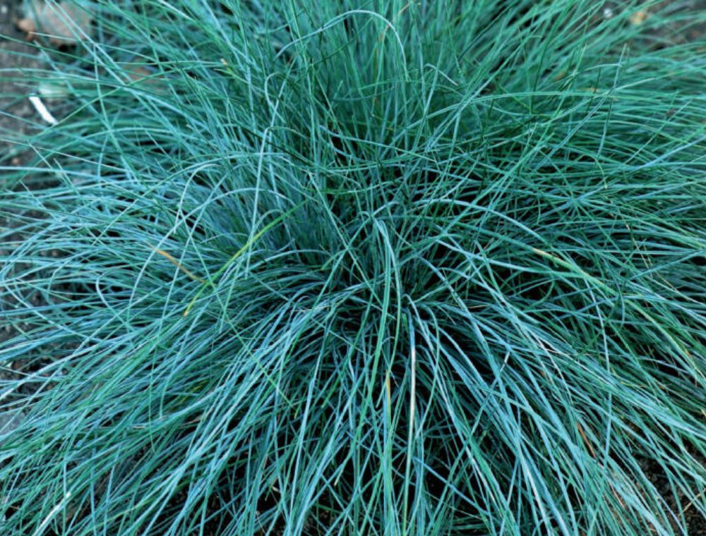 Prydgress Fro () Prydgress Fro