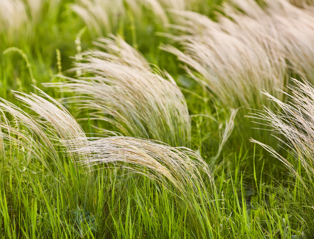 Prydgress Fro () Prydgress Fro