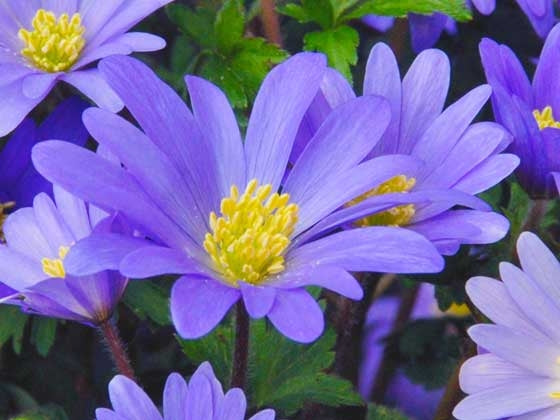 Anemone Staude () Anemone Staude