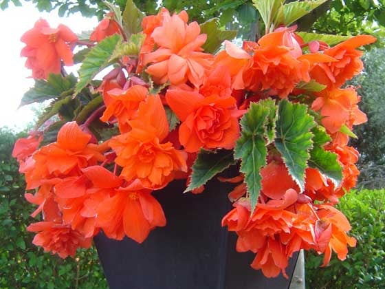 Begonia Knoller () Begonia Knoller