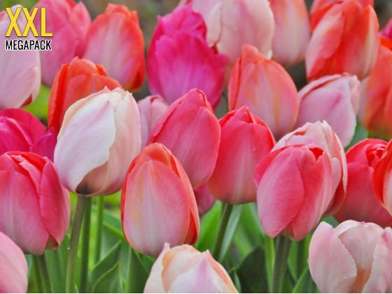 MEGAPACK! Garden Party, Darwin tulipan - 100 stk flerårige blomsterløk, H4-5 H6