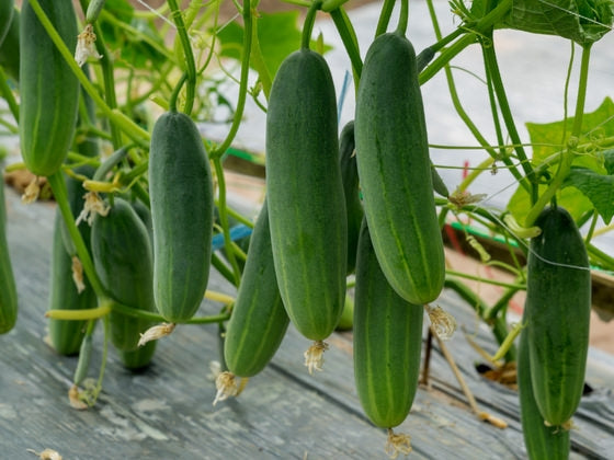 Dyrking Av Agurk () Dyrking Av Agurk