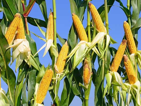 Dyrking Av Mais () Dyrking Av Mais