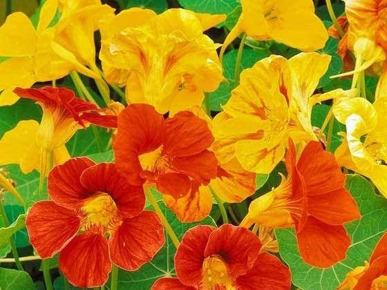 Busk Med Oransje Blomster () Busk Med Oransje Blomster