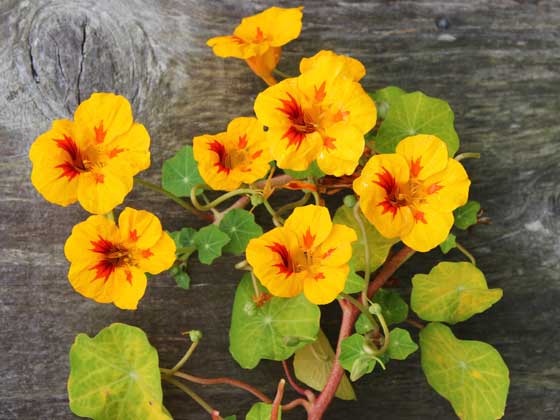 Blomkarse Gule Blader () Blomkarse Gule Blader