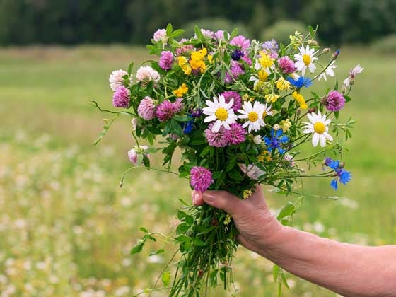Engblomster () Engblomster