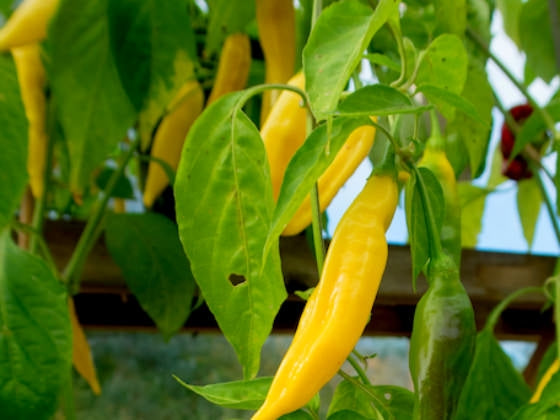 Chili Hot Lemon (30 000 scv) - økologiske frø