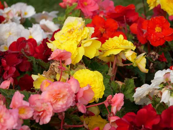 Begonia - oppbevaring og dyrking