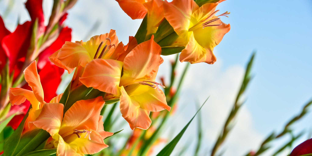 Gladioler - dyrketips