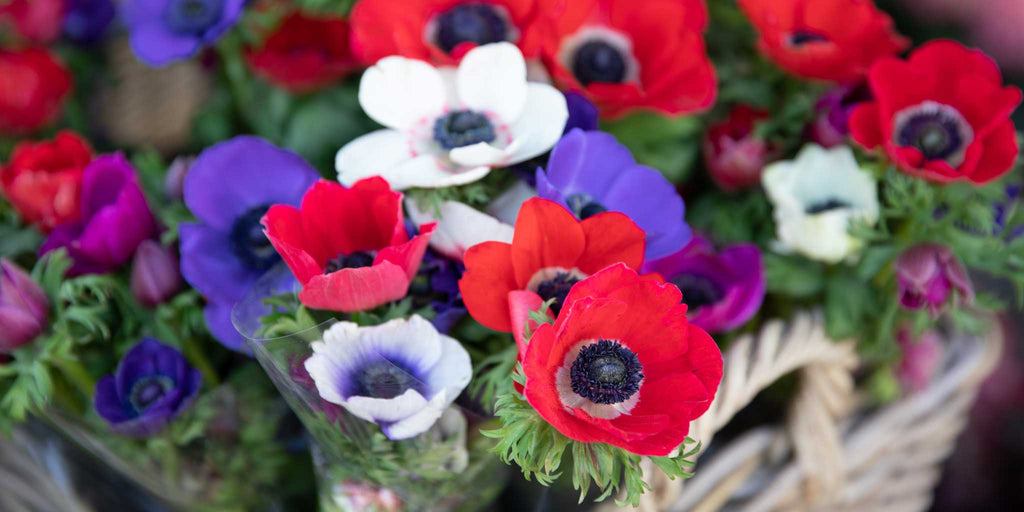 Anemoner - dyrketips