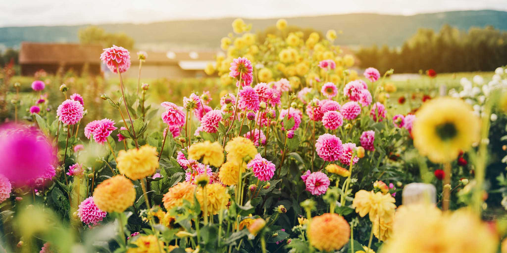 Dahlia - dyrketips og oversikt