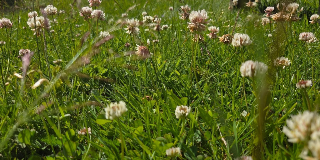 Mye ugress i plenen? Slik får du tilbake en tett og fin plen