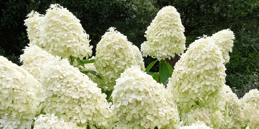 Syrinhortensia