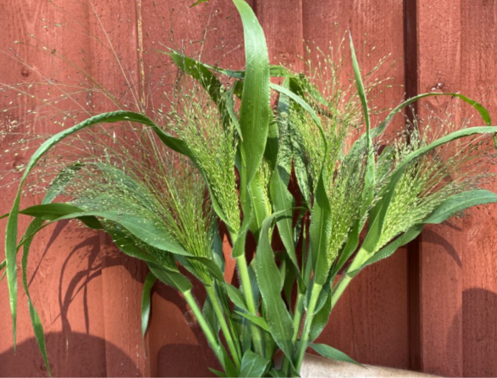 Prydgress Fro () Prydgress Fro