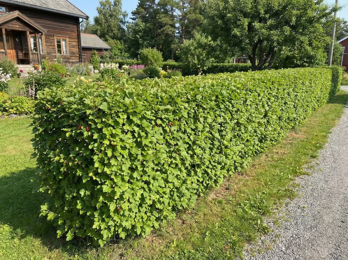Alperips Alperips 20 stk., 50-80 cm, barrot, H7 | Plukkselv.no