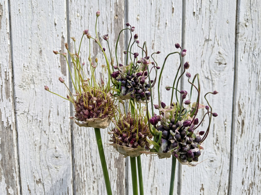 Prydløk 'kunst' - Allium scorodoprasum Art - 25 stk flerårige blomsterløk, staude H5