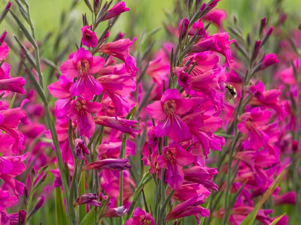 Vintergladiol - Gladiolus comm. ssp. Byzantinus , 20 stk flerårige blomsterløk, staude
