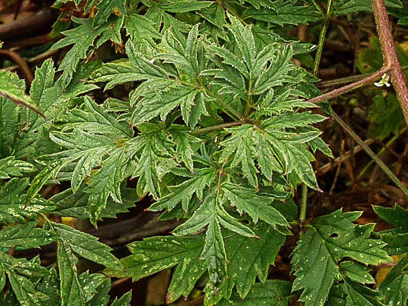 Bjornebaer Plante () Bjornebaer Plante