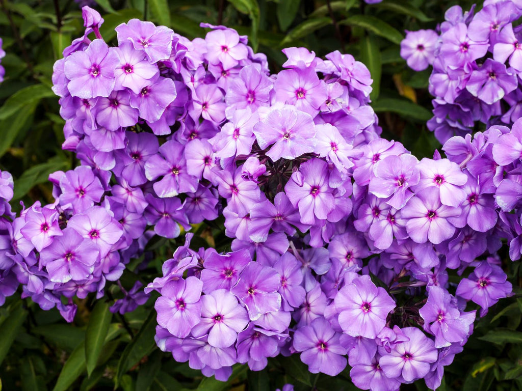 Blå phlox blomster med grønne blader.