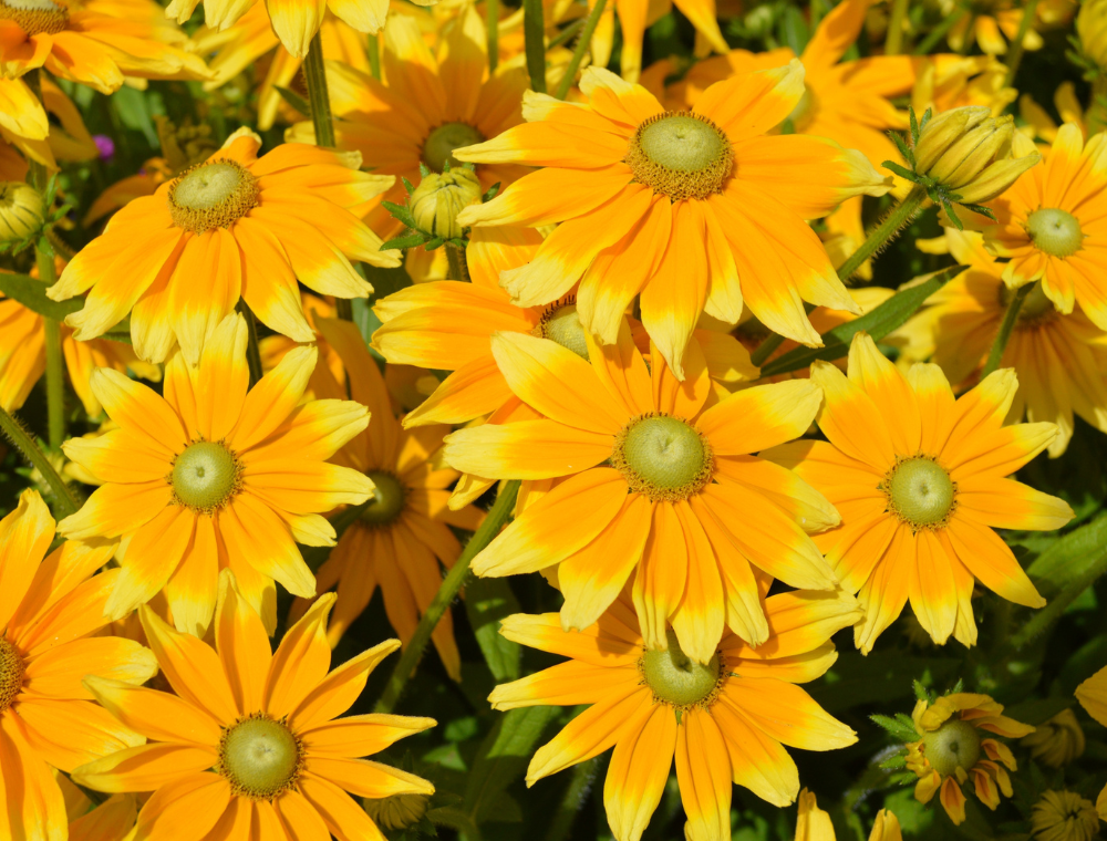 Solhatt, sommer -, Prairie Sun - frø | Plukkselv.no