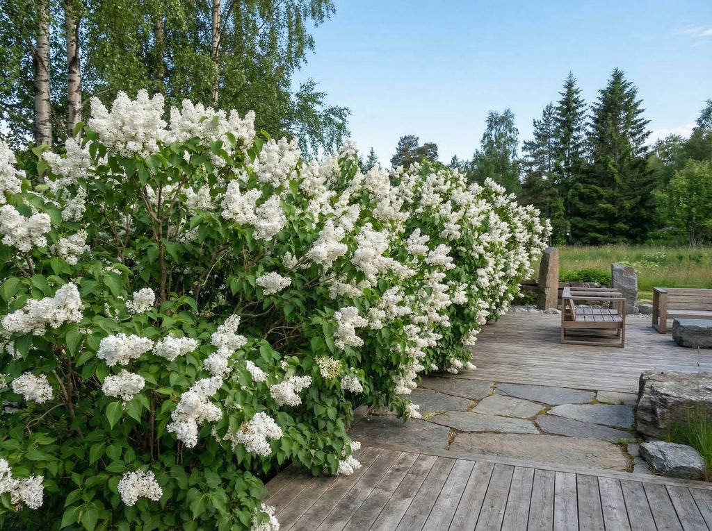 Syrin 20 stk. lilla eller hvit , 30-80 cm, barrot, H5-7