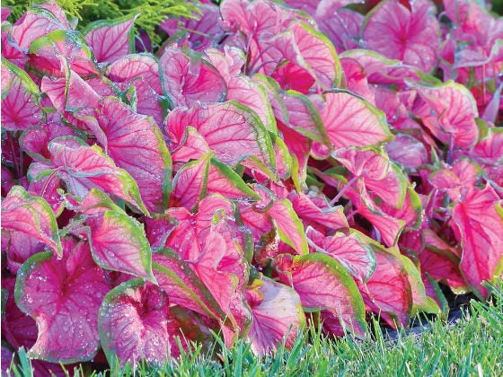 Caladium/Elefantøre Florida Sweetheart - pakke á 1 stk knoll JUMBO