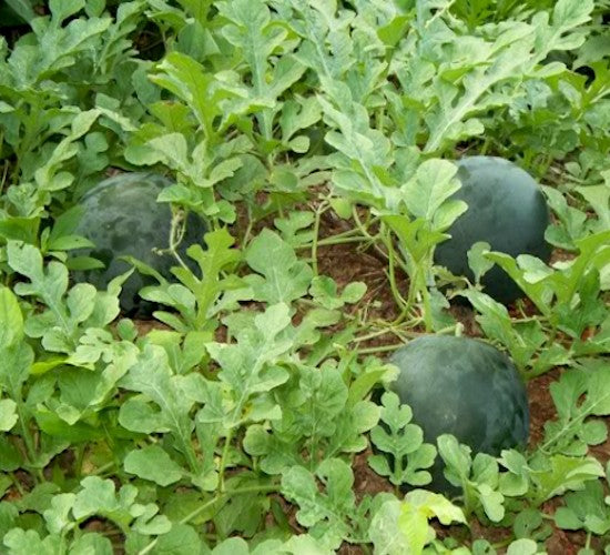 Dyrke Vannmelon () Dyrke Vannmelon