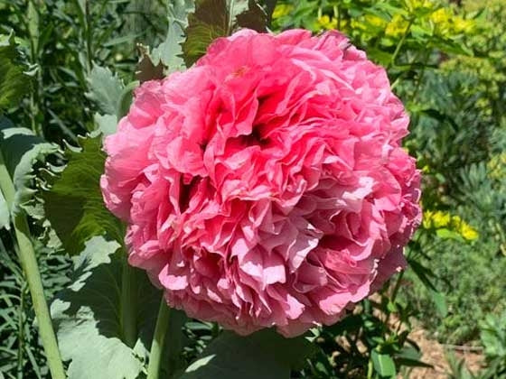 Valmue Carnation Rose - økologiske frø - H8