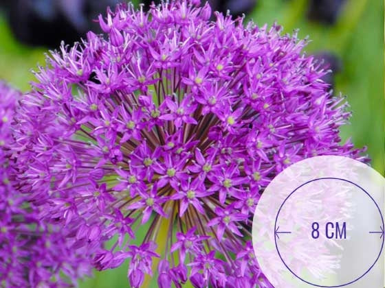 Prydløk med  lilla  medium kuler - Allium Purple Sensation  - 10 stk blomsterløk, staude H6