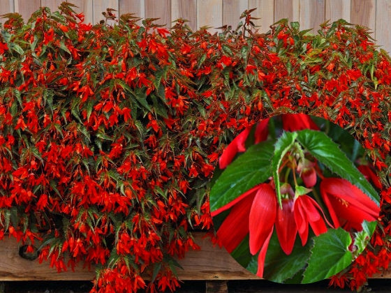Begonia Knoller () Begonia Knoller