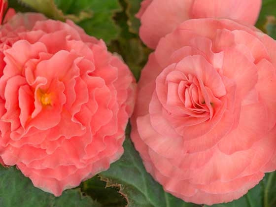 Begonia Knoller () Begonia Knoller