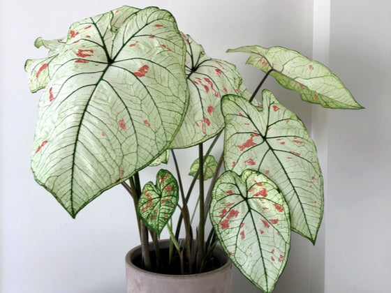 Caladium/Elefantøre Strawberry Star - pakke á 1 stk knoll JUMBO