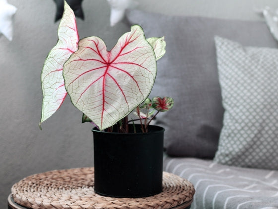 Caladium/Elefantøre White Queen - pakke á 1 stk knoll JUMBO