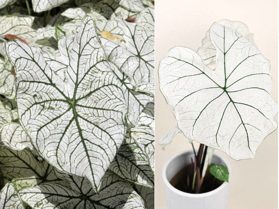 Caladium/Elefantøre Candidum Senior - pakke á 1 stk knoll JUMBO